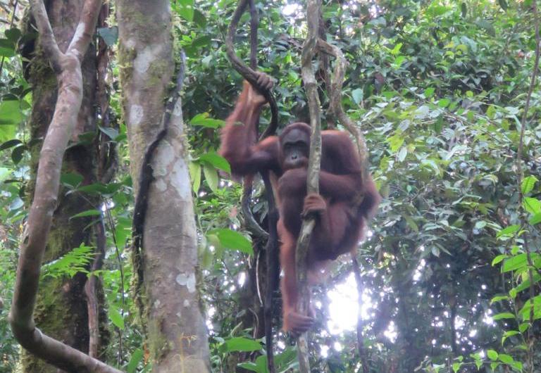 Orang utan di kawasan hutan di Kalimantan. 