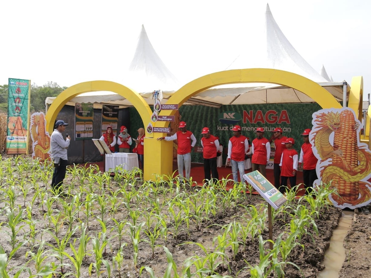 Kegiatan yang dihadiri oleh 1.000 petani jagung ini merupakan rangkaian acara yang digelar selama dua hari. 