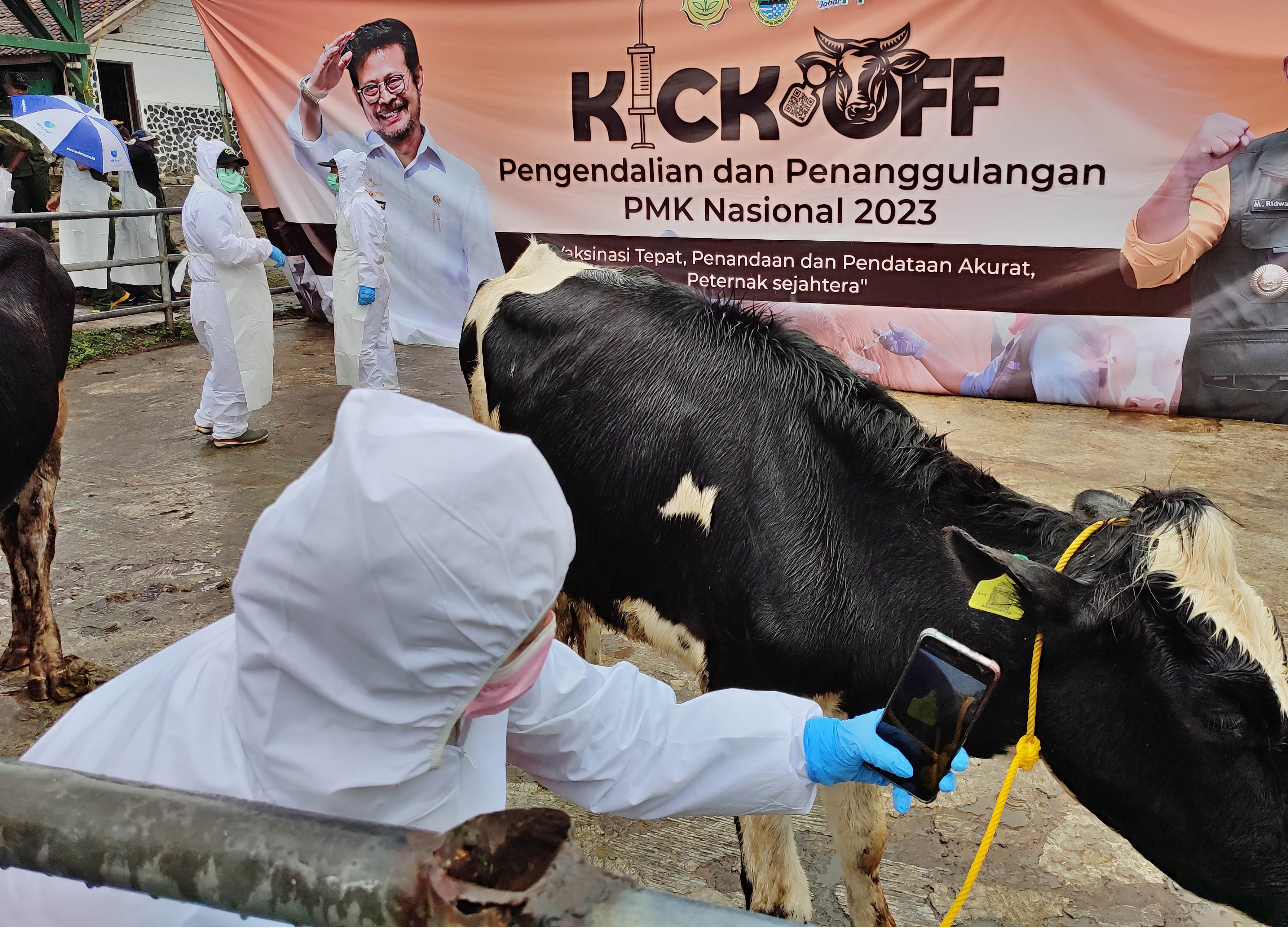 Petugas melakukan pemeriksaan hewan sapi perah yang telah diberikan vaksin di Lembang, Bandung Barat, Sabtu (28/1).