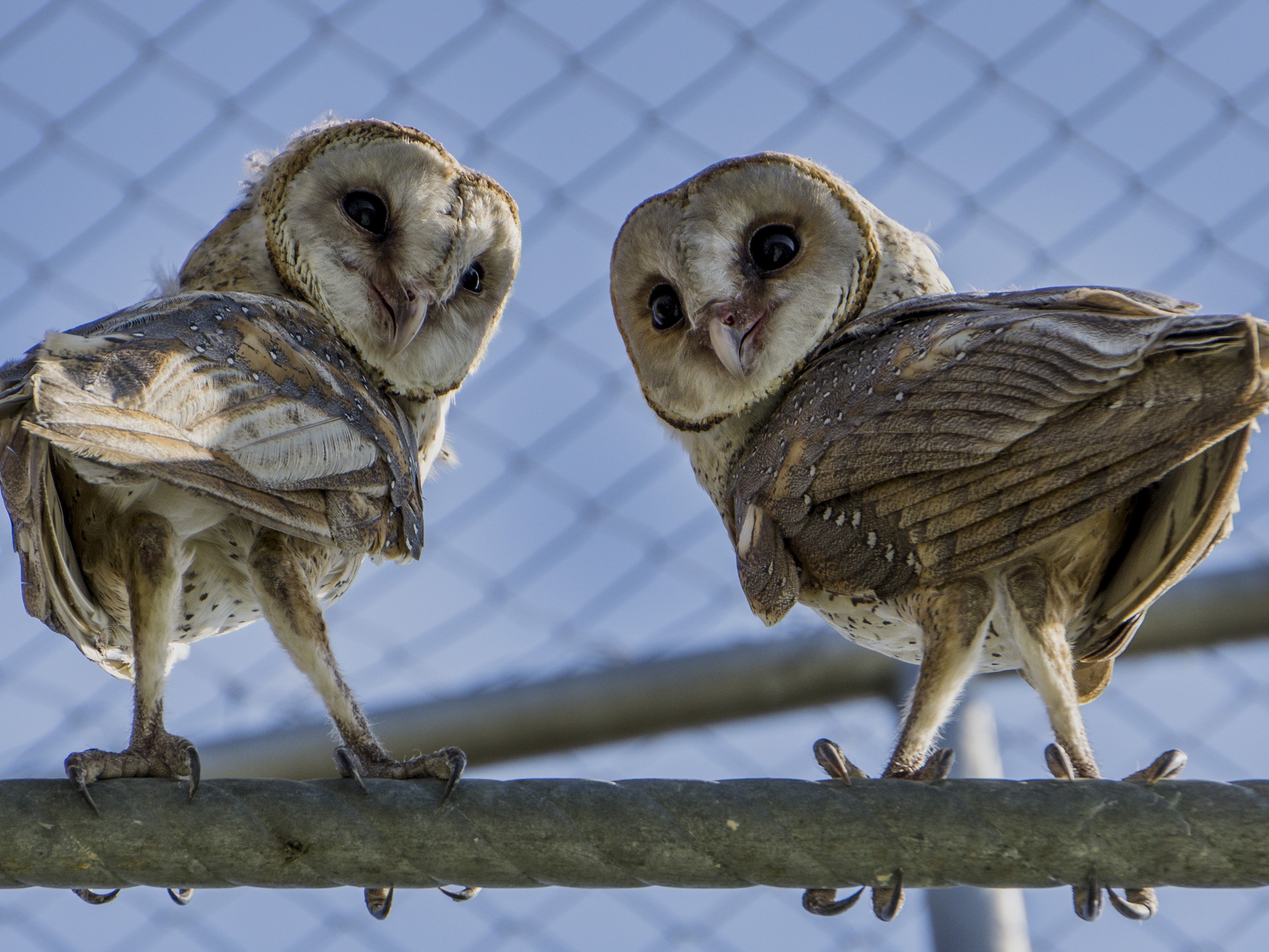 Burung hantu mampu mengurangi serangan tikus. 