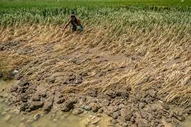 Ilustrasi: gagal panen.