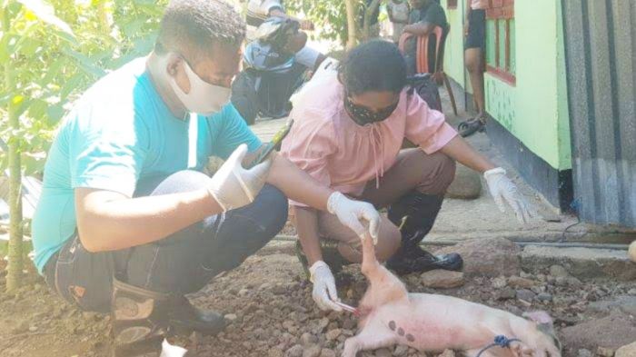 Bantuan babi dari Kementan mati terjangkit virus babi di 3 wilayah NTT, hal ini mengakibatkan Pemkab Nagekeo menolak bantuan babi tersebut