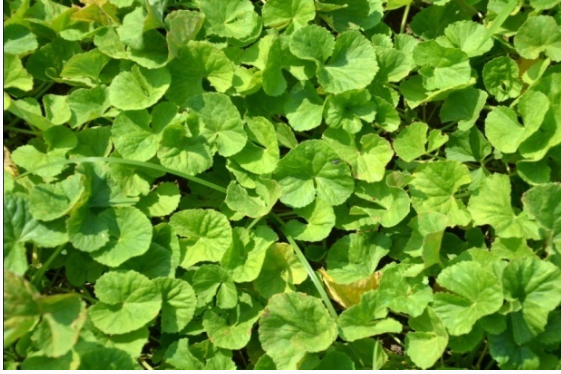 Manfaat Daun Pegagan dan Cara Mengolahnya