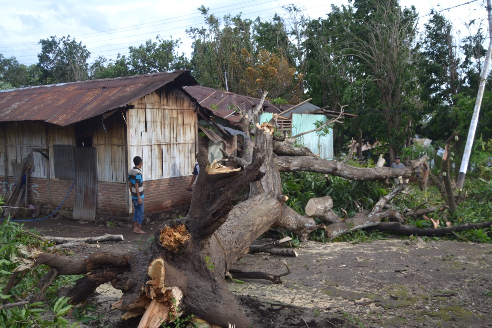 Rumah warga rusak tertimpa pohon akibat hujan dan angin kencang di Flores Timur, NTT