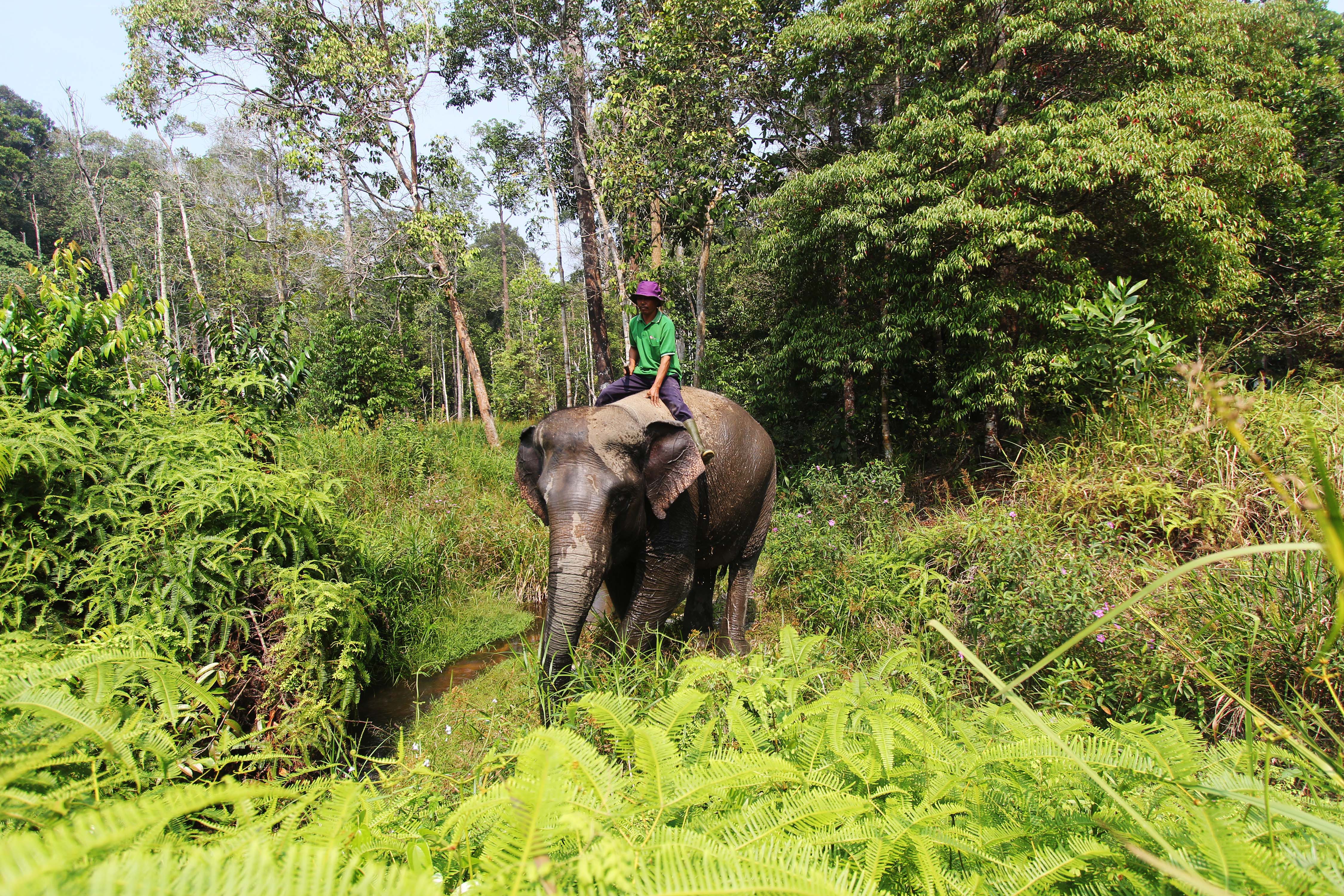 Seorang pawang menunggang gajah di hutan wilayah Riau.