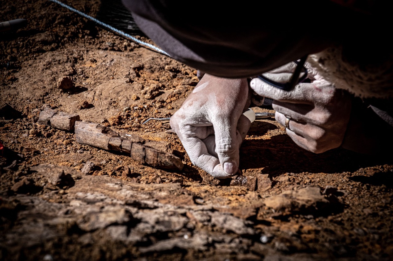 Gambar yang dirilis Rabu (11/1) ini memperlihatkan salah satu fosill dinosaurus yang ditemukan di Cile