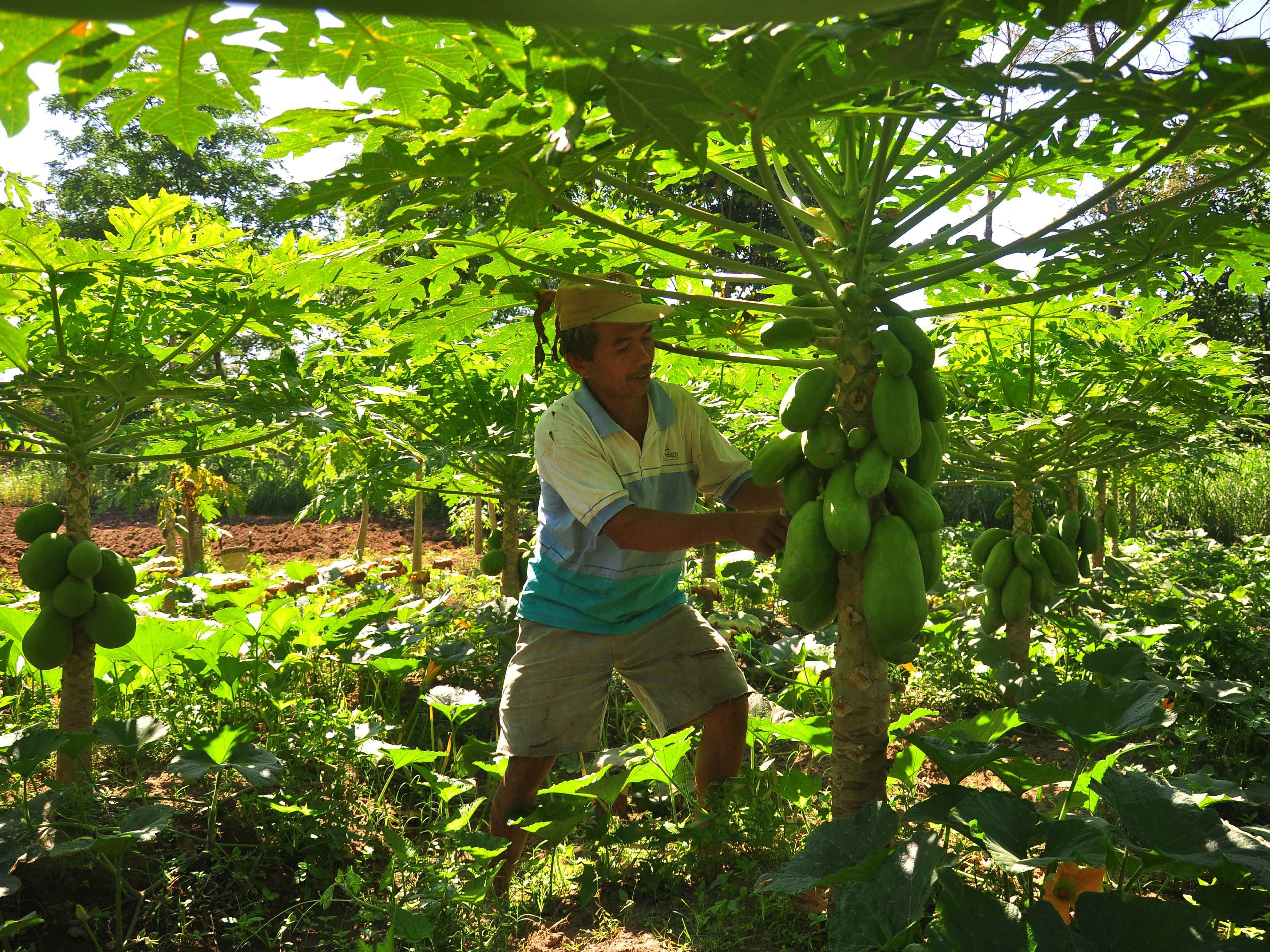 Petani membersihkan daun kering pada pohon pepaya di lahan pertanian pepaya Desa Kemiri, Mojosongo, Boyolali, Jawa Tengah.