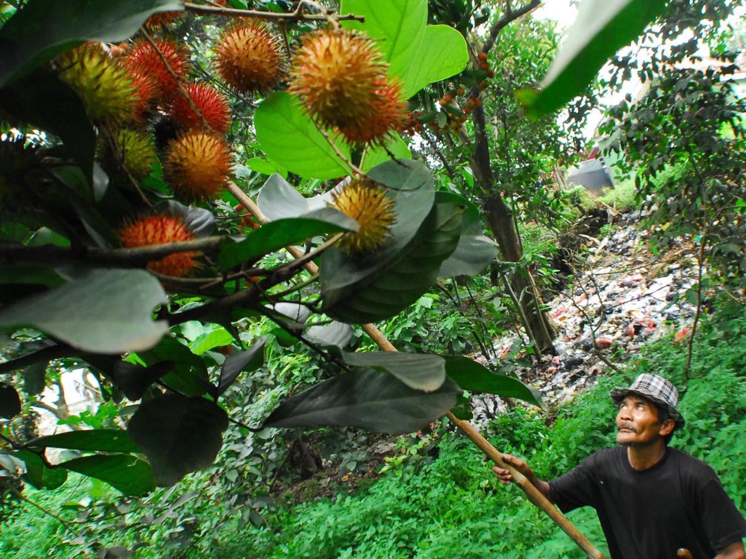 Jafar, 56, memanen buah rambutan di kawasan Sukamulya, Cikupa, Kabupaten Tangerang, Banten, Kamis (16/2).