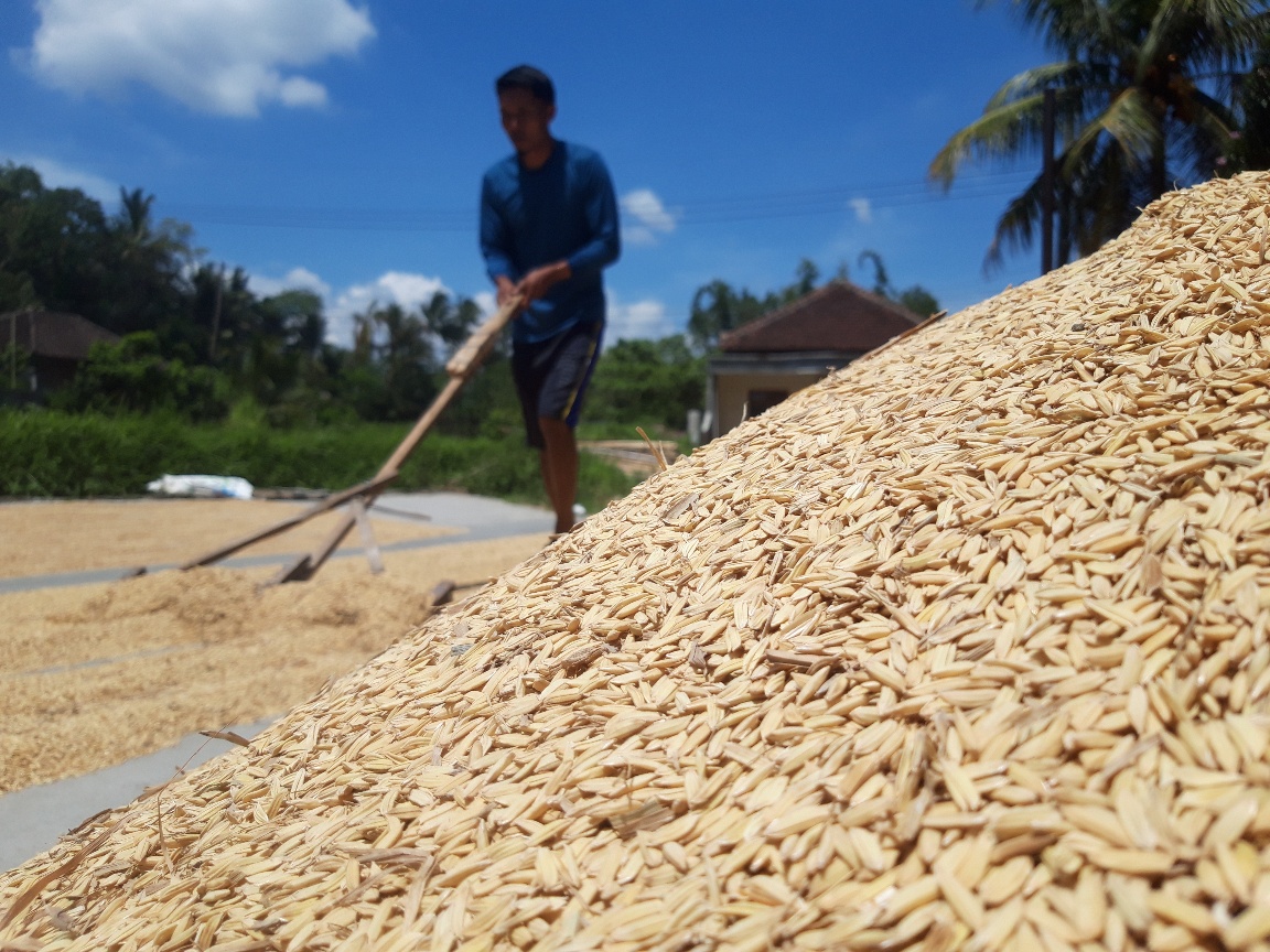 Irfan, petani Desa Tunjungtirto, Kecamatan Singosari, Kabupaten Malang, Jawa Timur, menjemur gabah kering panen.