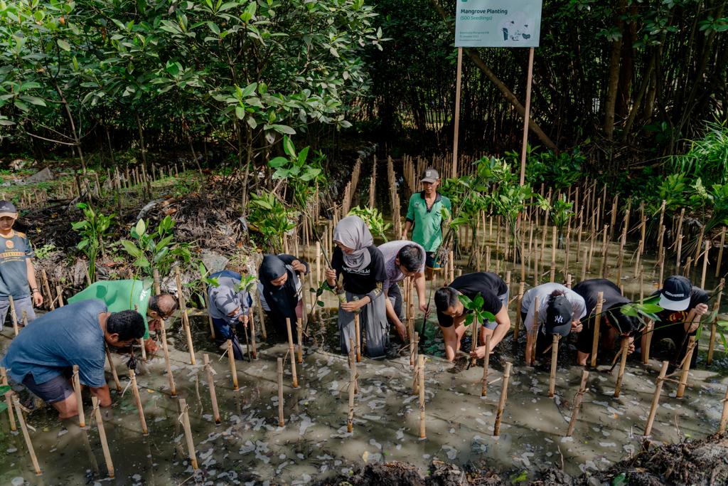 Kegiatan menanam mangrove yang dilakukan AdaKami dengan Komunitas Mangrove Jakarta