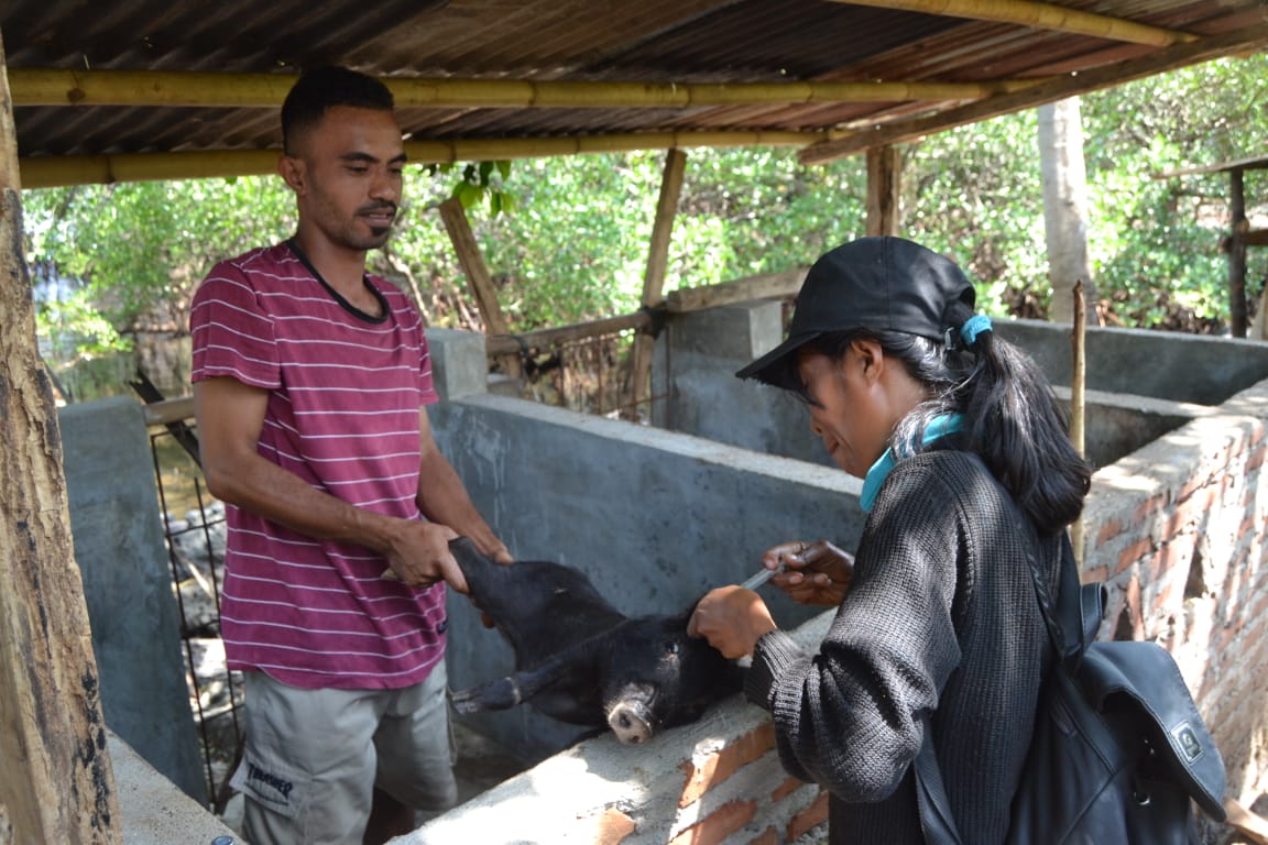 Petugas kesehatan hewan dan ternak dari Puskeswan Larantuka Sedang melakukan Vansinasi ternak babi di Desa Watotutu.