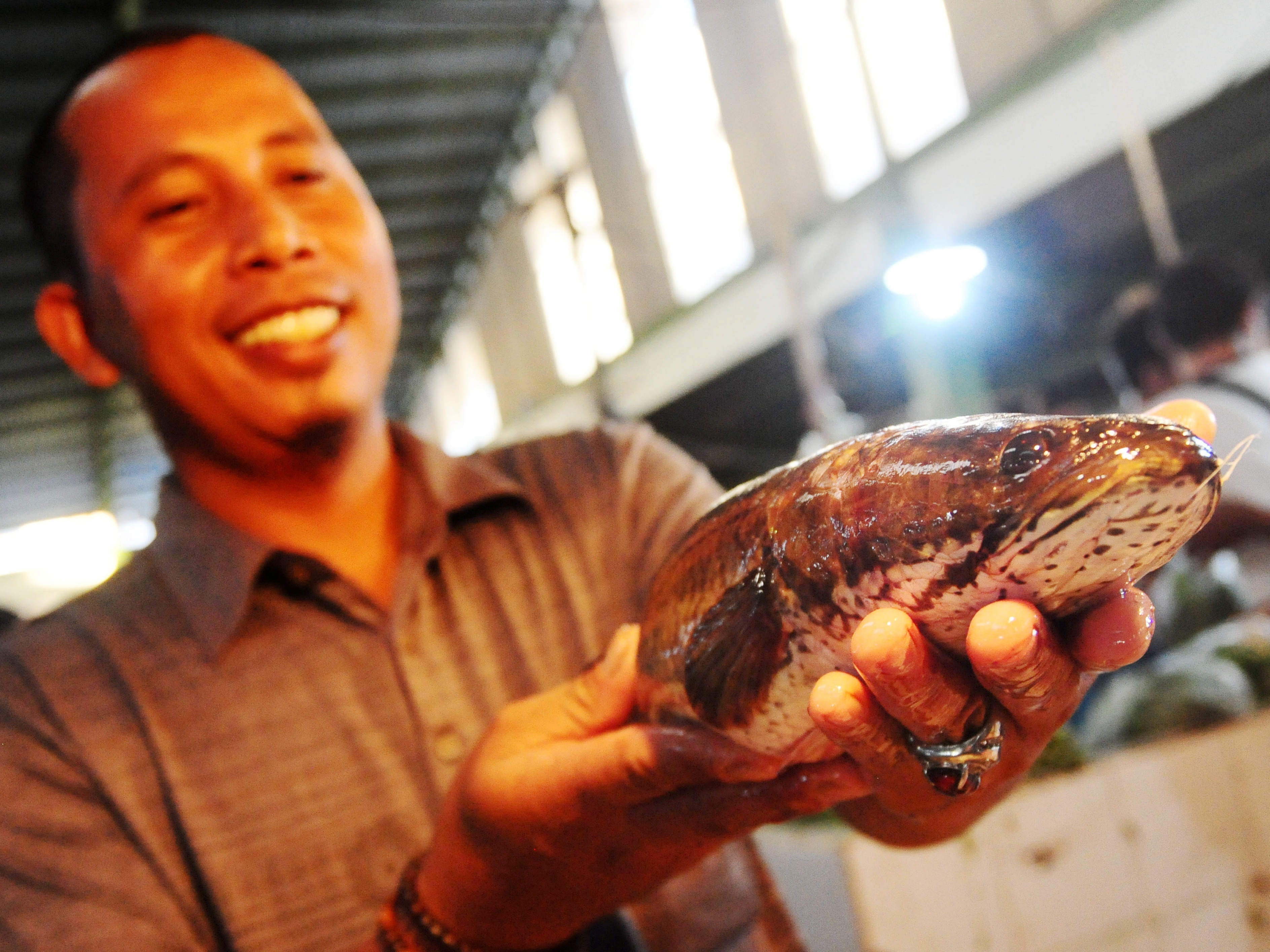 Ikan gabus memiliki kandungan protein albumin yang tinggi dibandingkan ikan lain.