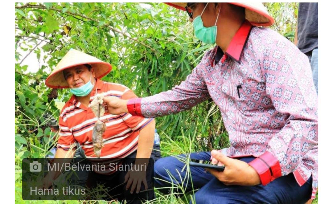 Serangan Tikus Ganggu masa Tanam Padi di Indramayu