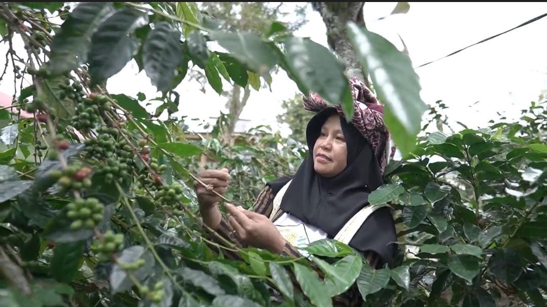 Petani memetik kopi gayo.