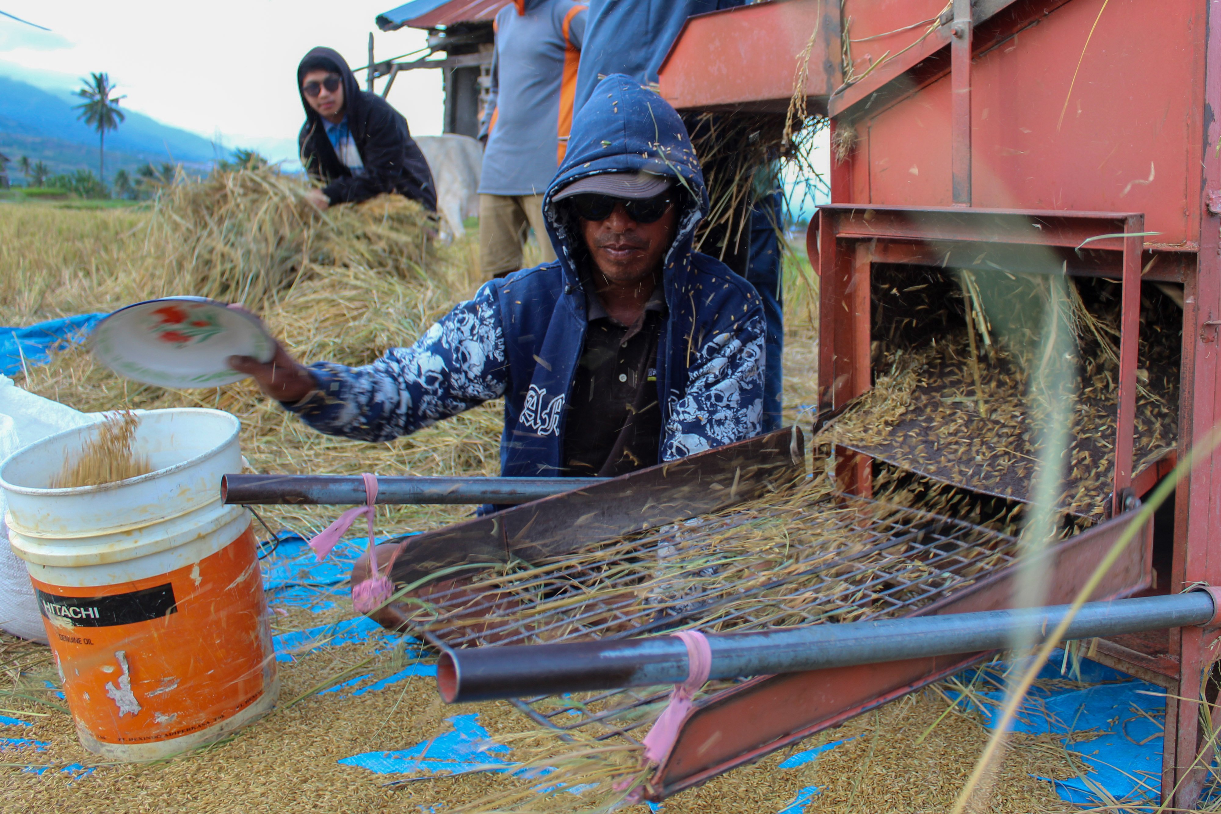 Sejumlah pemuda merontokkan padi yang baru dipanen dengan mesin di Desa Porame, Sigi, Sulawesi Tengah, Senin (28/11/2022)