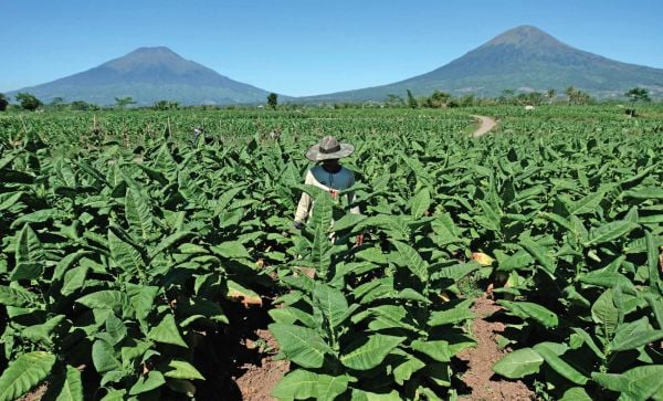 LAHAN TEMBAKAU: Petani merawat tanaman tembakau jenis kemloko di persawahan Desa Ketitang, Jumo, Temanggung, Jawa Tengah, Jumat (17/7/2020).