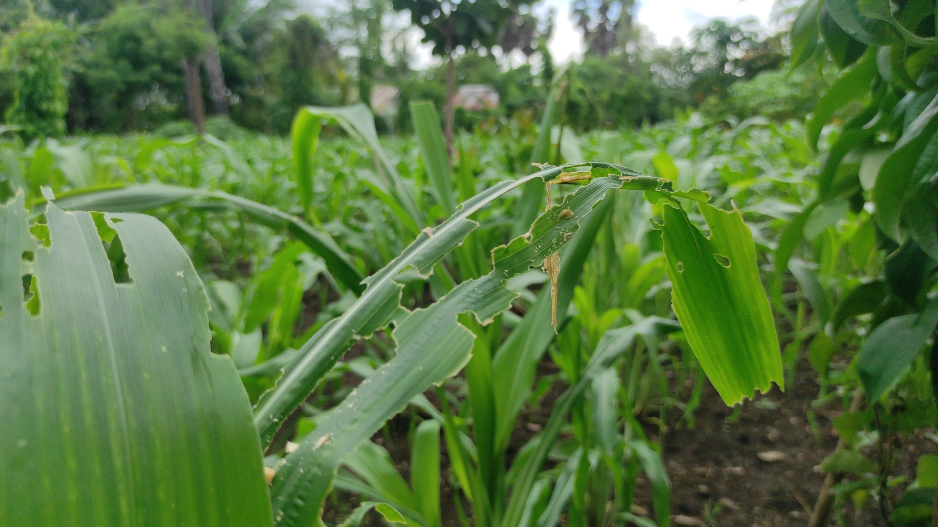 Tanaman jagung di Kabupaten Sikka di serang ulat grayak.