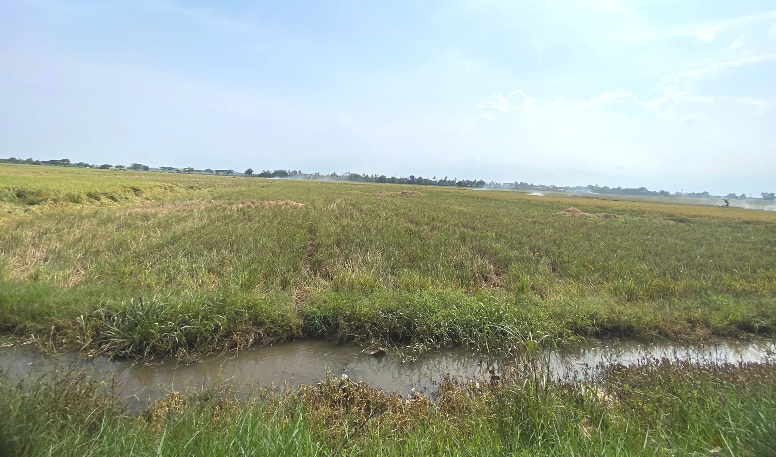 Lahan di Karawang, Jawa Barat yang disiapkan sebagai tempat budi daya.