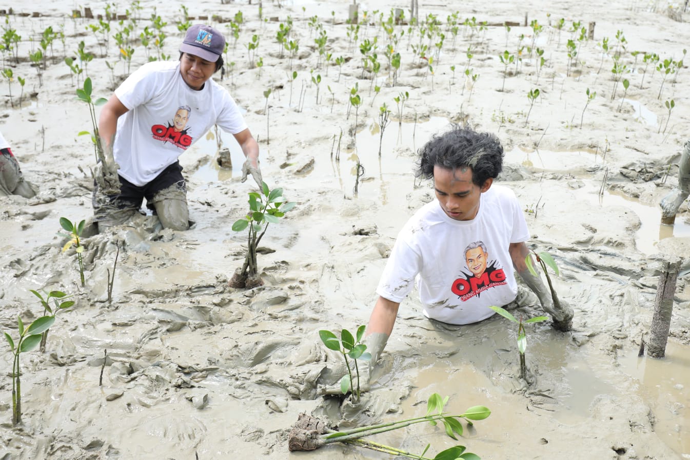Komunitas pemuda yang berjejaring dalam relawan Orang Muda Ganjar Kalbar menanam 500 bibit mangrove di Jalan Ahmad Yani, Desa Pasir, Mempawa