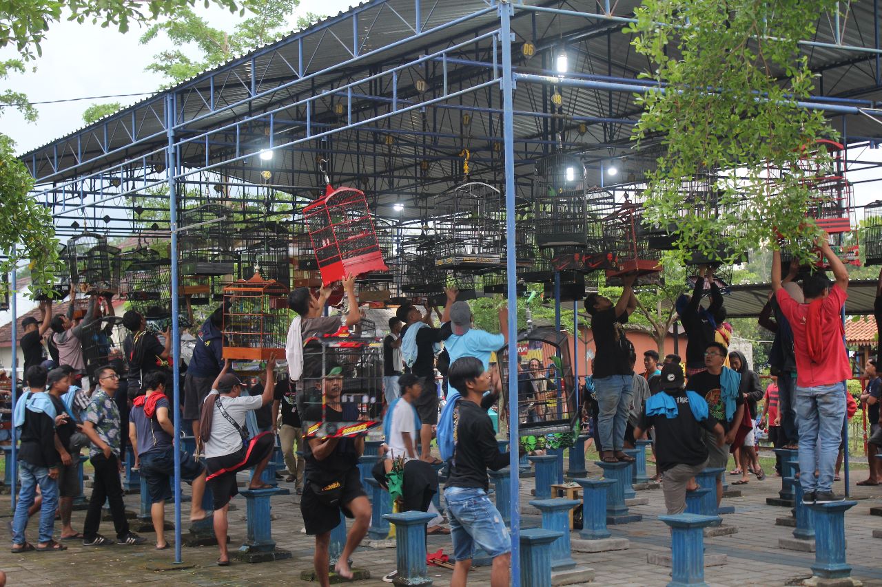 Lomba Kicau Burung  di Sembego, Maguwoharjo, Kecamatan Depok, Kabupaten Sleman, DIY, yang dihelat Orang Muda Ganjar (OMG) Yogyakarta diikuti