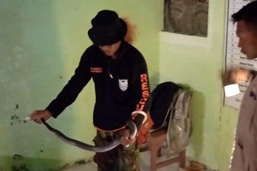 Relawan menangkap ular kobra.