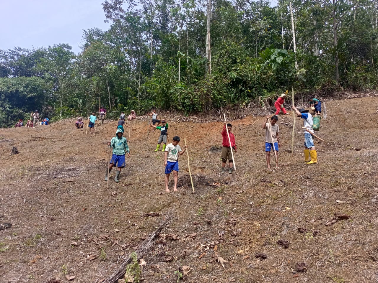 Sejumlah warga dari Suku Dayak tengah bertani di lahan ulayat warisan leluhur