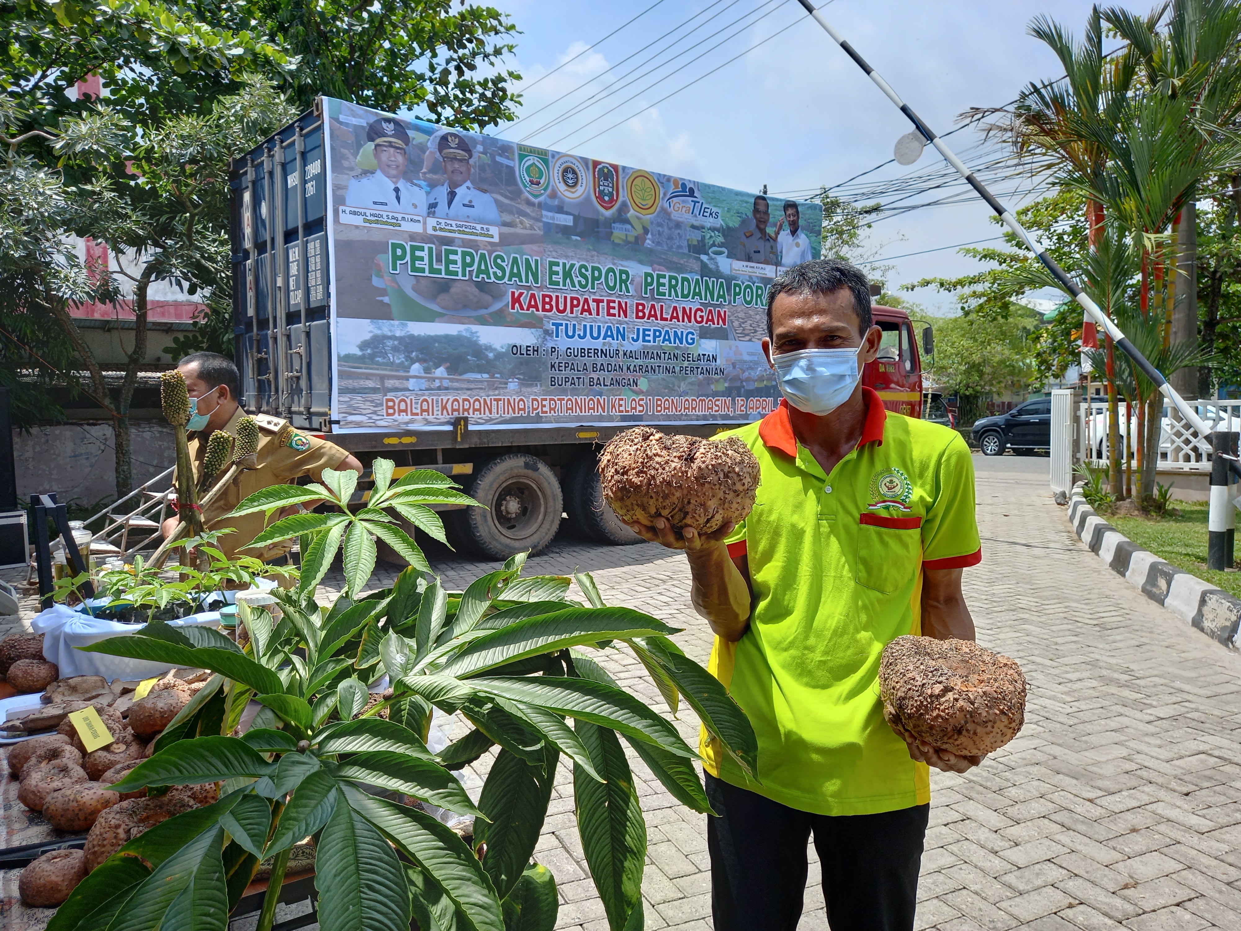  Kalsel ekspor perdana porang ke negara Jepang.