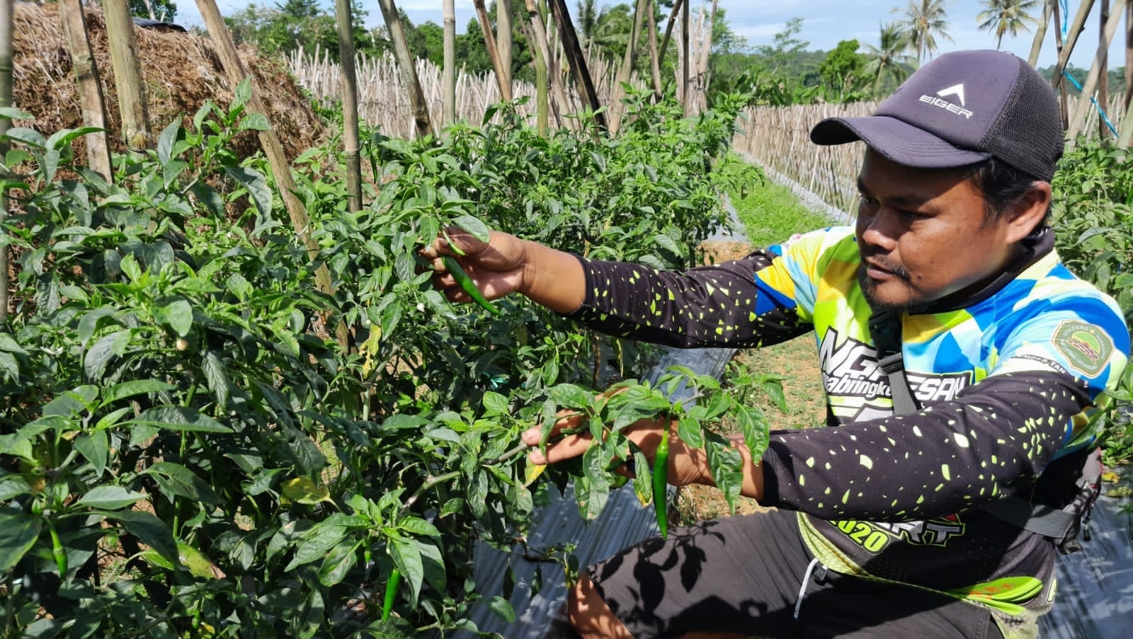 Seorang petani di Purwakarta, Jawa Barat, tengah beraktivitas. Perekonomian di daerah ini tetap tumbuh, meski PAD-nya tidak mencapai target.
