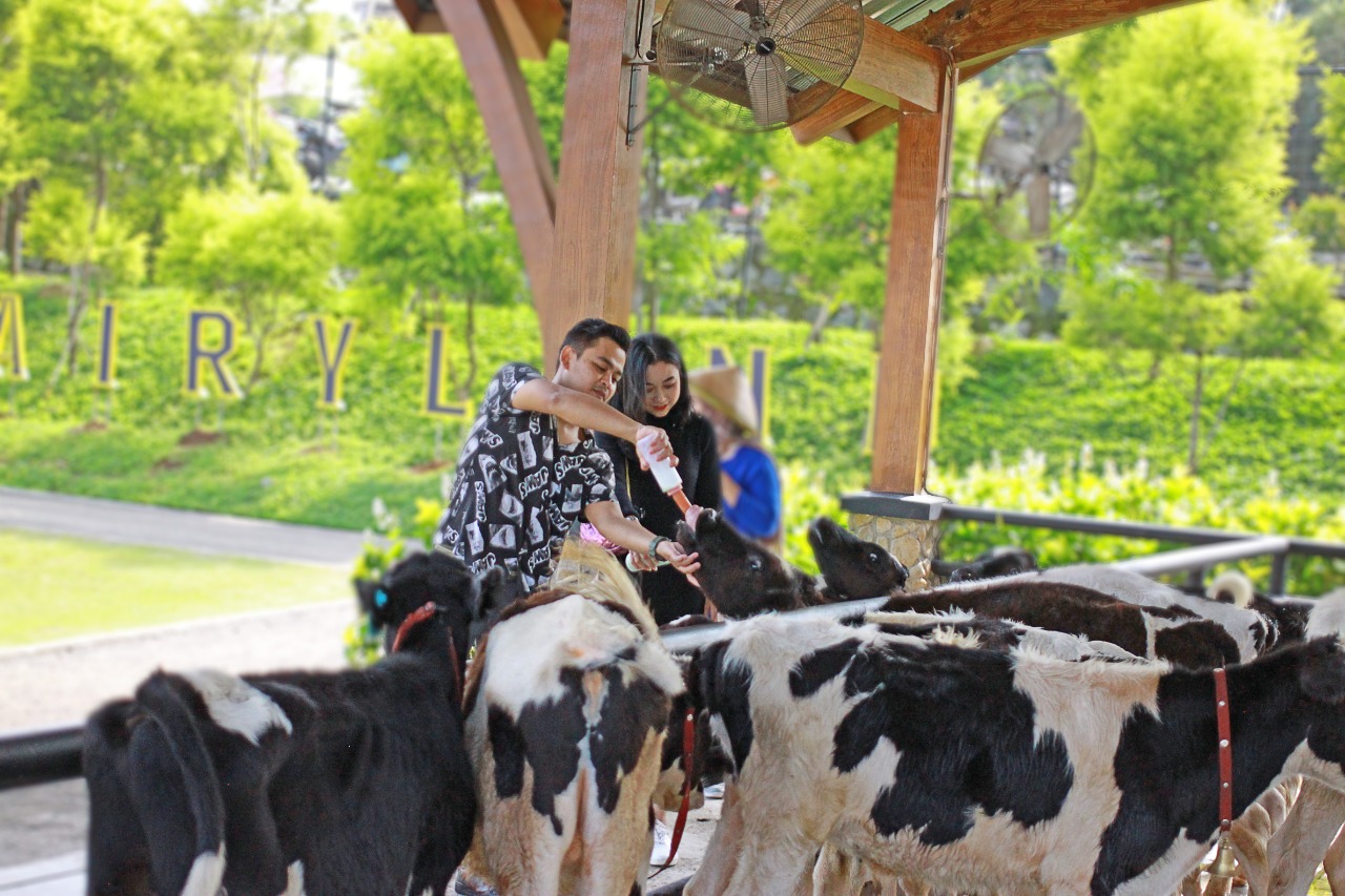 Destinasi Wisata Cimory Berganti Nama Menjadi Dairyland 