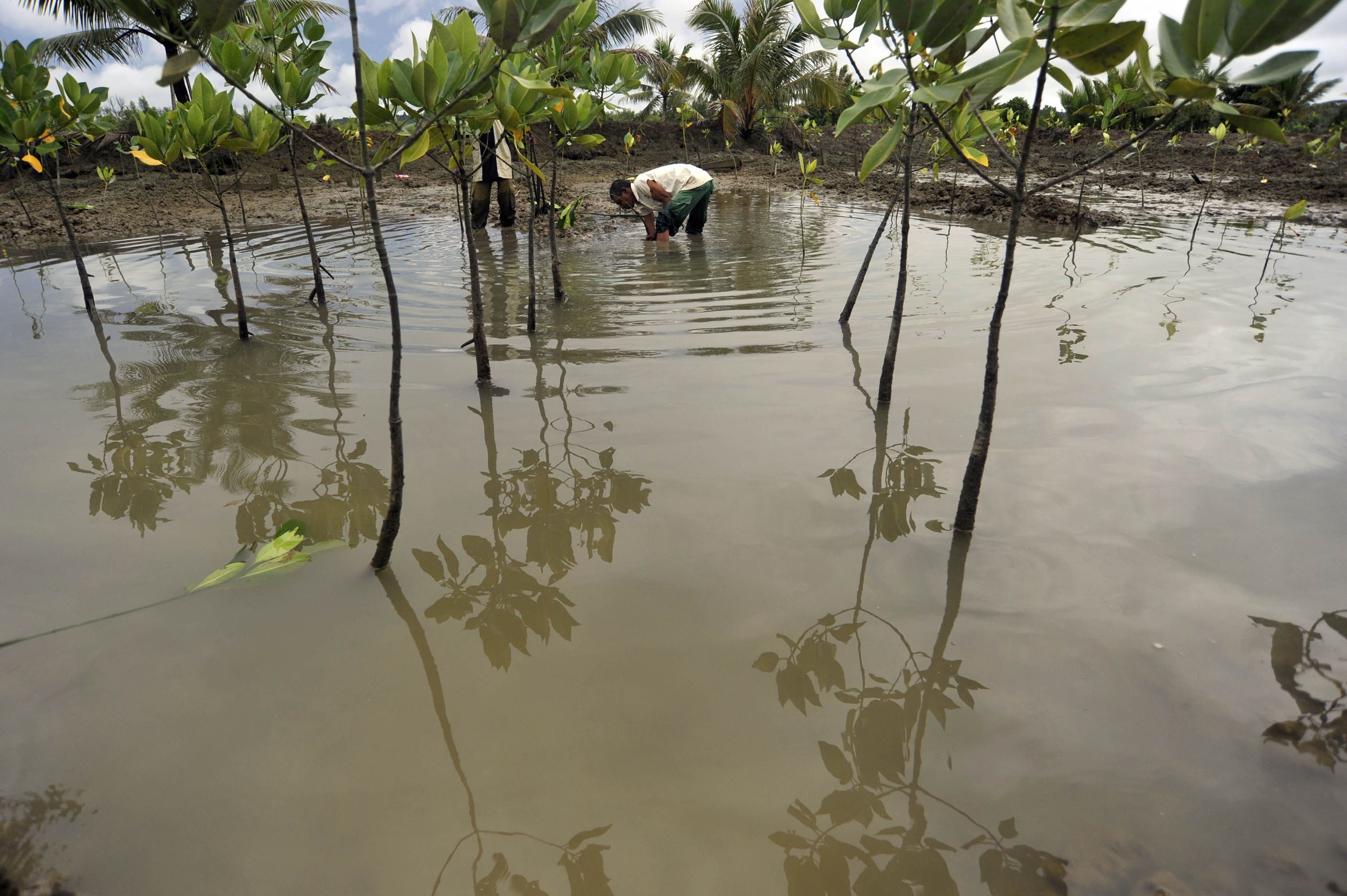 KONSERVASI MANGROVE: Penanaman mangrove di bantaran sungai Pamusian, Tarakan, Kaltim, untuk mencegah abrasi laut dan pemanasan global.