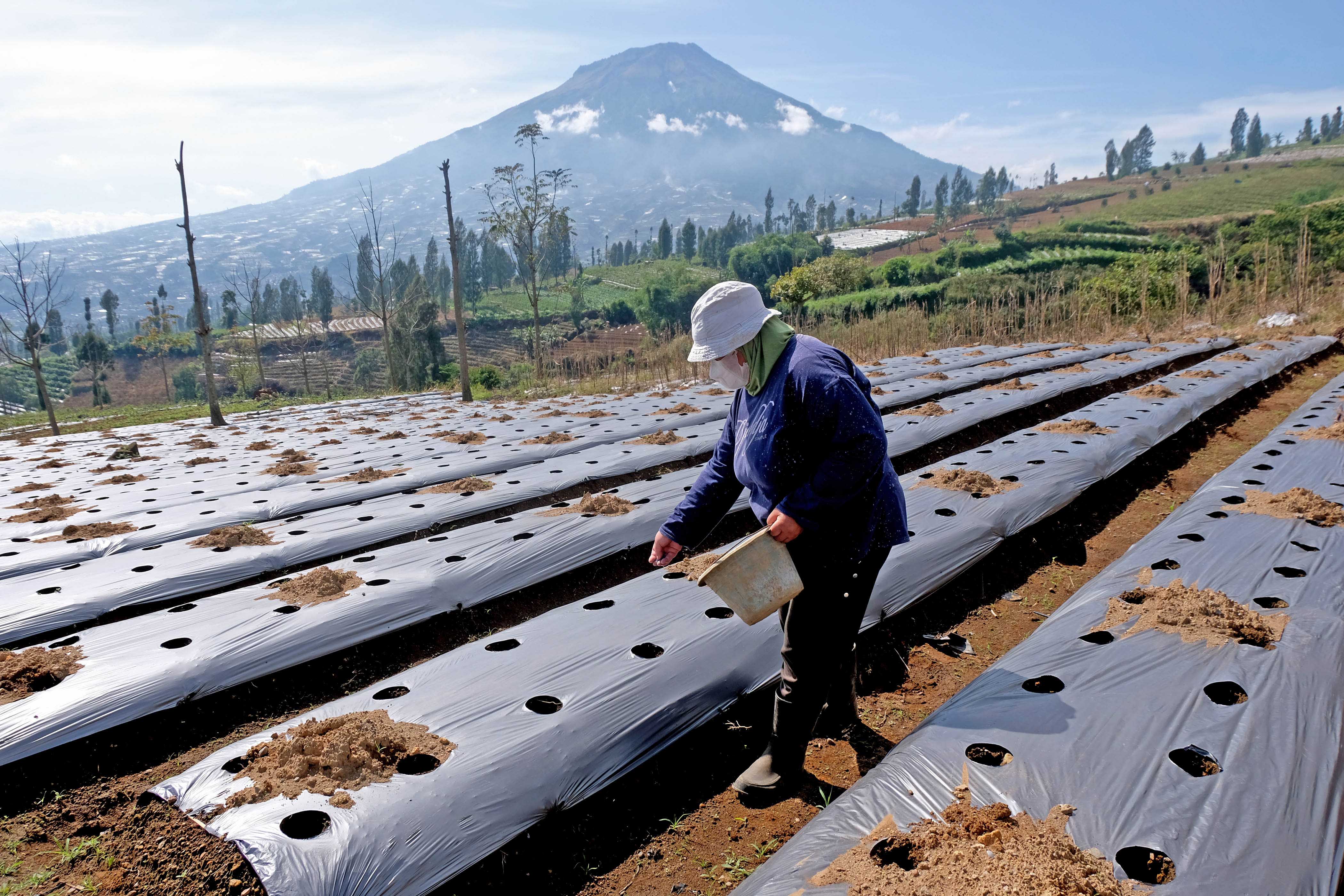 Pengembangan Food Estate di Lereng Gunung Sindoro, Temanggung, Jawa Tengah