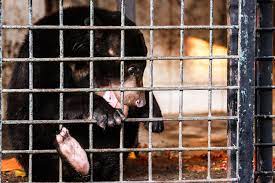 Ilustrasi: Beruang madu.