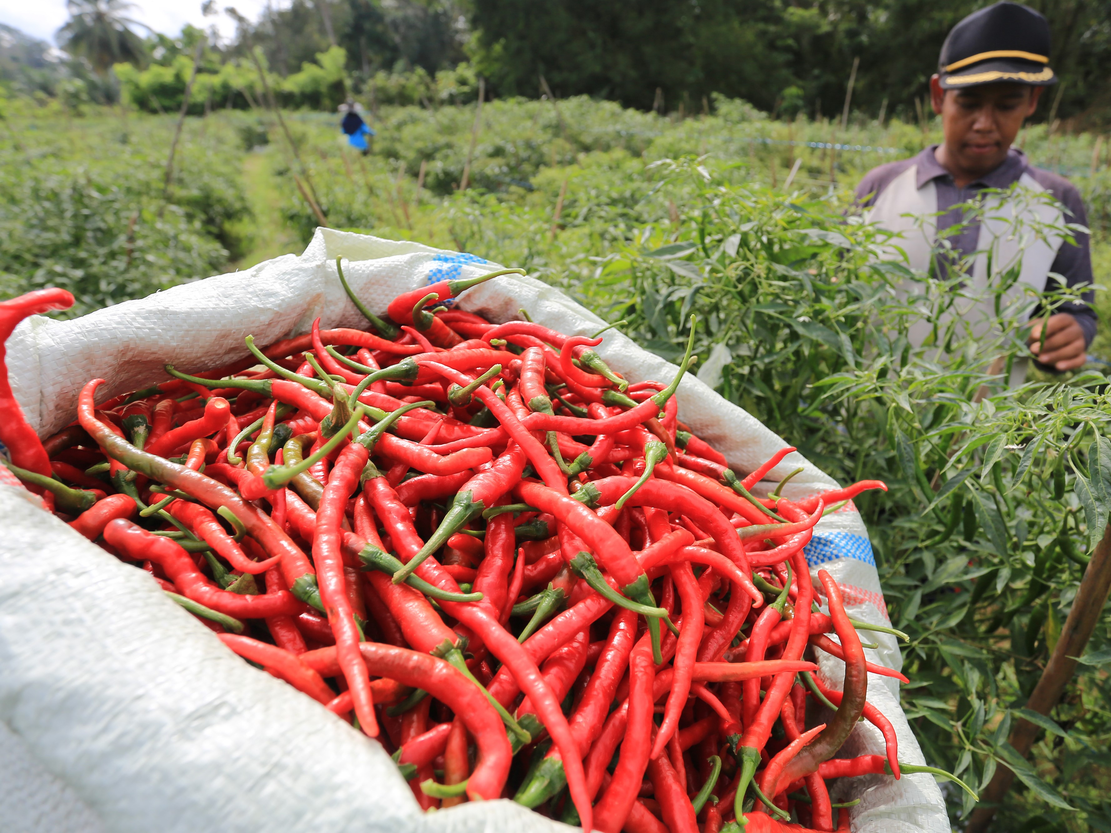 Petani memetik cabai merah saat panen di Desa Cot Seulamat, Samatiga, Aceh Barat, Aceh, Kamis (29/12/2022).