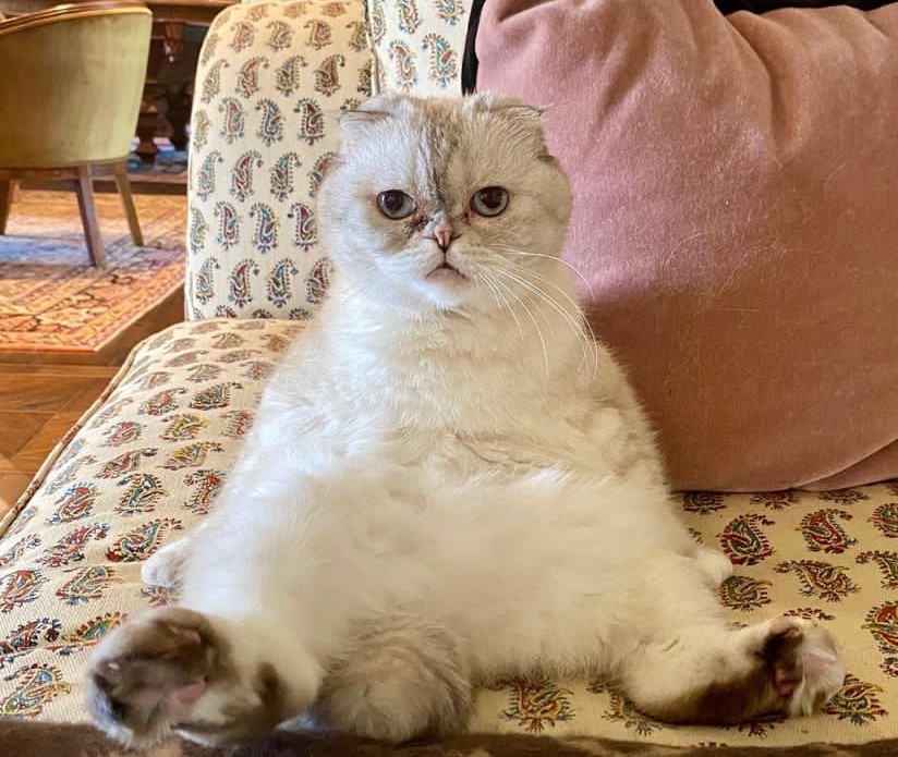 Olivia, kucing milik Taylor Swift