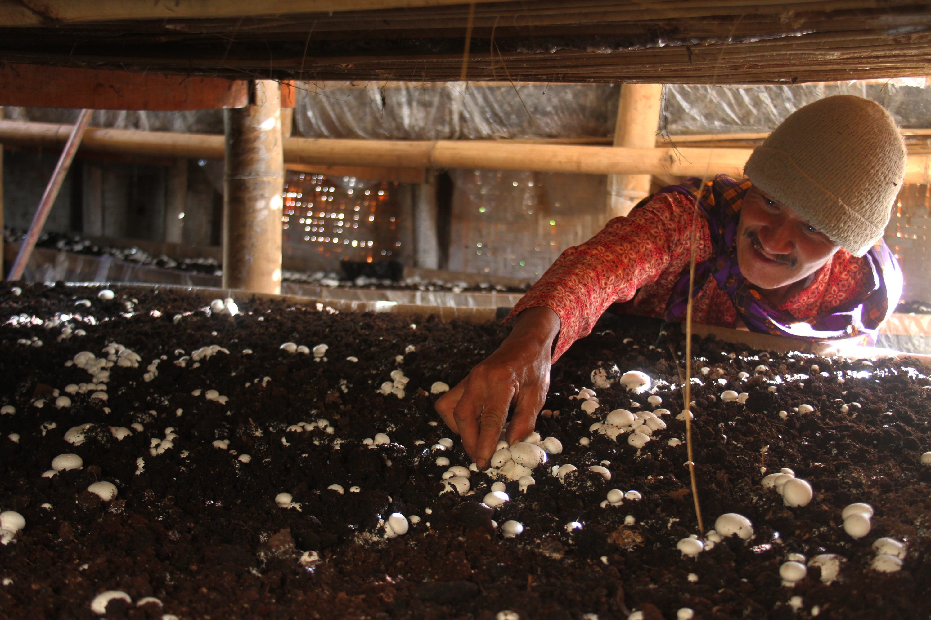 Kenali Jamur yang Bisa Dimakan