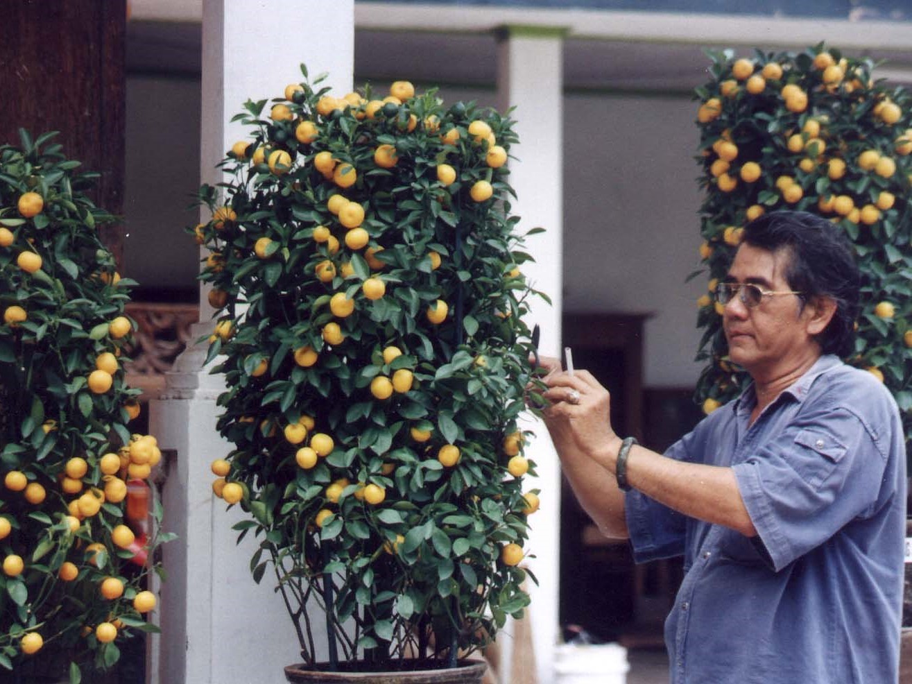 Seorang rohaniawan Kong Hu Cu sedang memeriksa susunan pohon Shi Chie Chie atau pohon dewa-dewi yang dipersiapkan untuk menyambut Imlek.