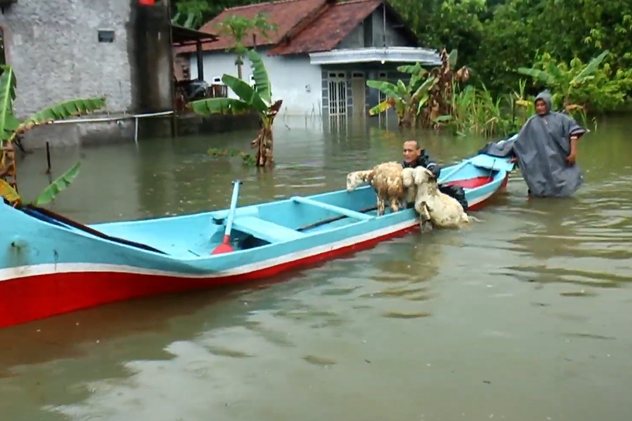 Warga sedang mengungsikan ternaknya.