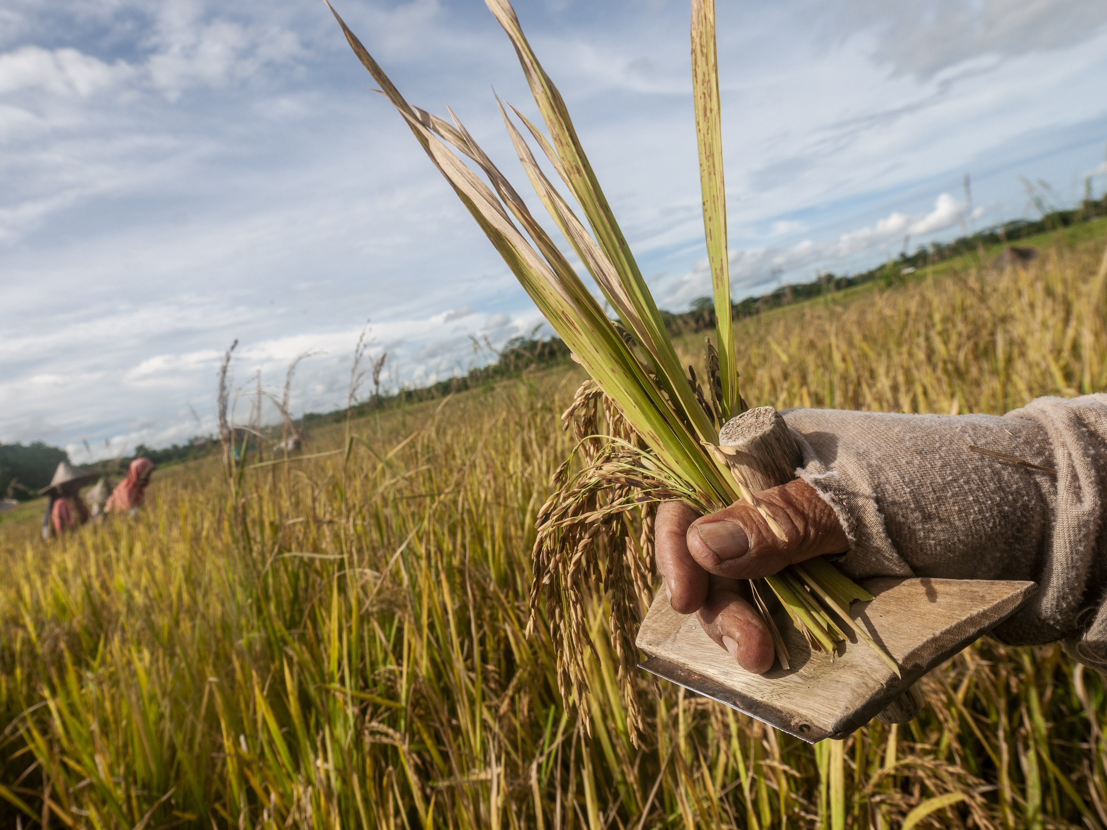 Jubir Wapres: Stok Beras dalam Negeri Tahun ini Cukup