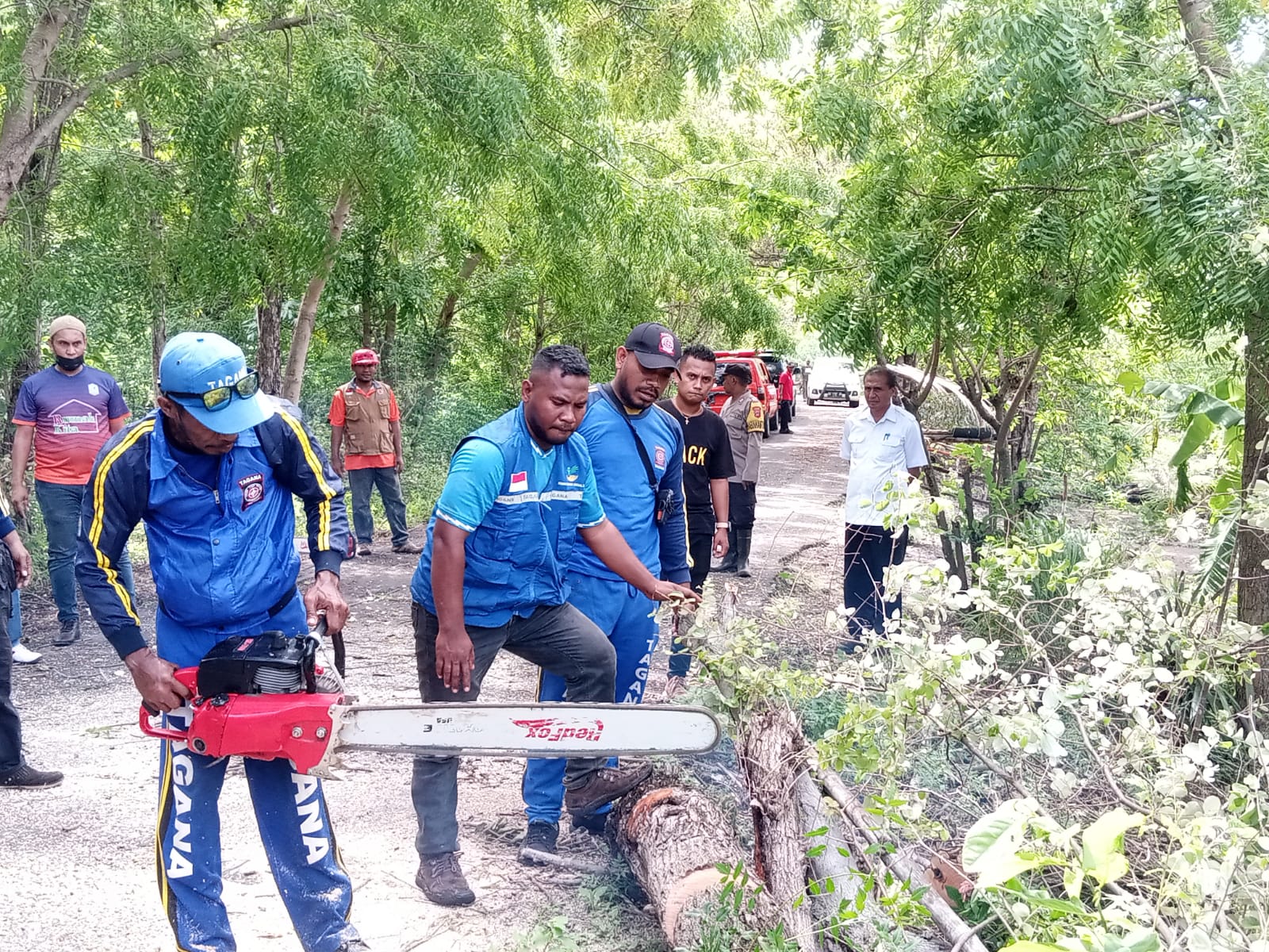 Pj Bupati Flotim Doris Rihi (kemeja putih) memantau tim tagana membersihkan pohon tumbang yqng menutupi badan jalan di Kecamatan Ilebura.
