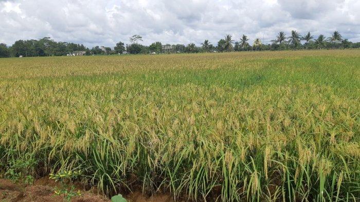 Kawasan program nasional food estate di Pulang Pisau Kalimantan Tengah.