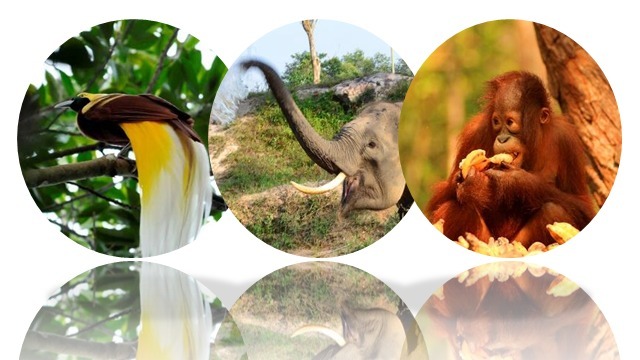 Pembangunan infrastruktur yang tetap memperhatikan lingkungan dan menjamin keberlangsungan hidup satwa liar.