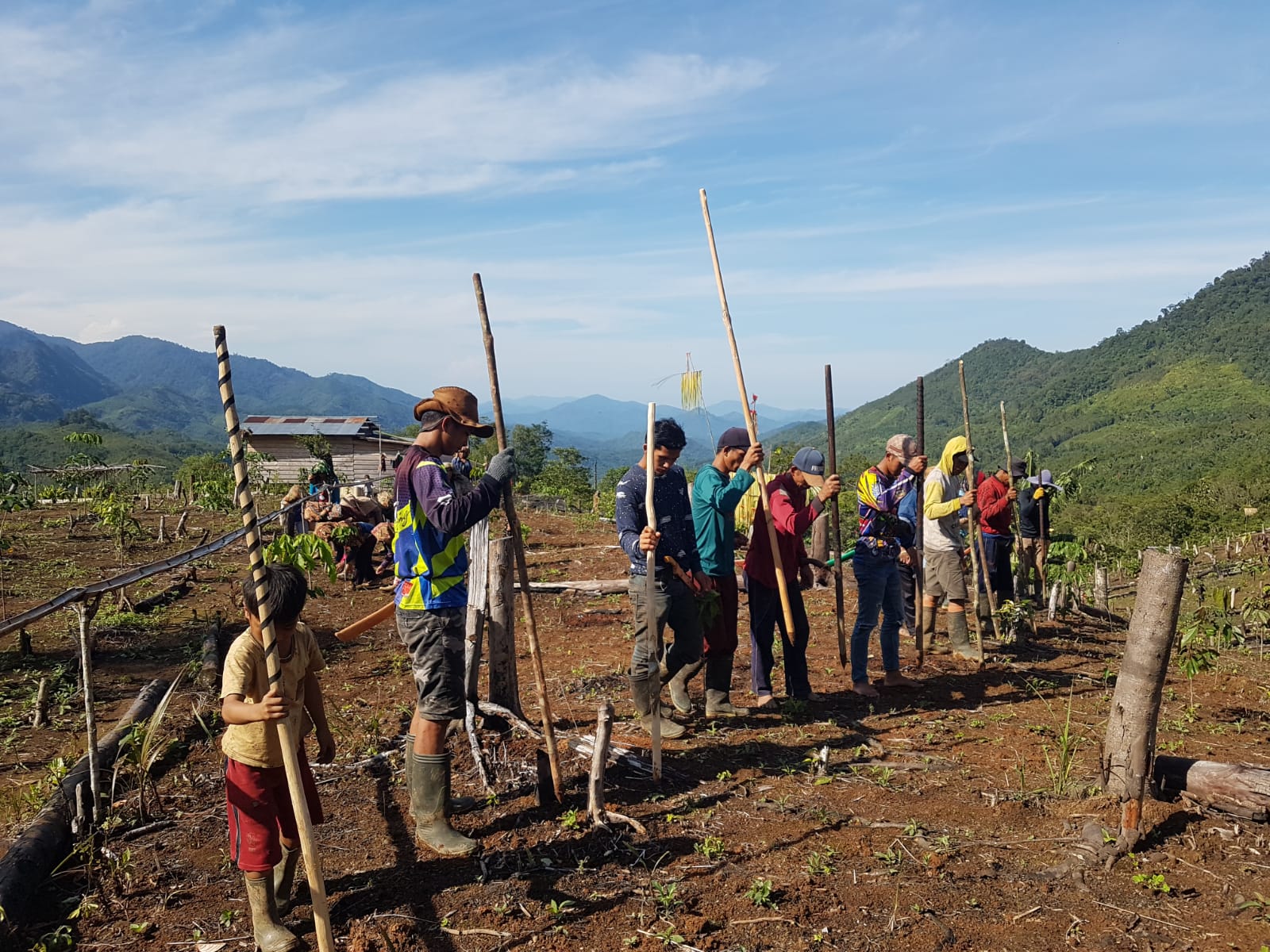 Masyarakat Adat Dayak Meratus melakukan kegiatan berladang 