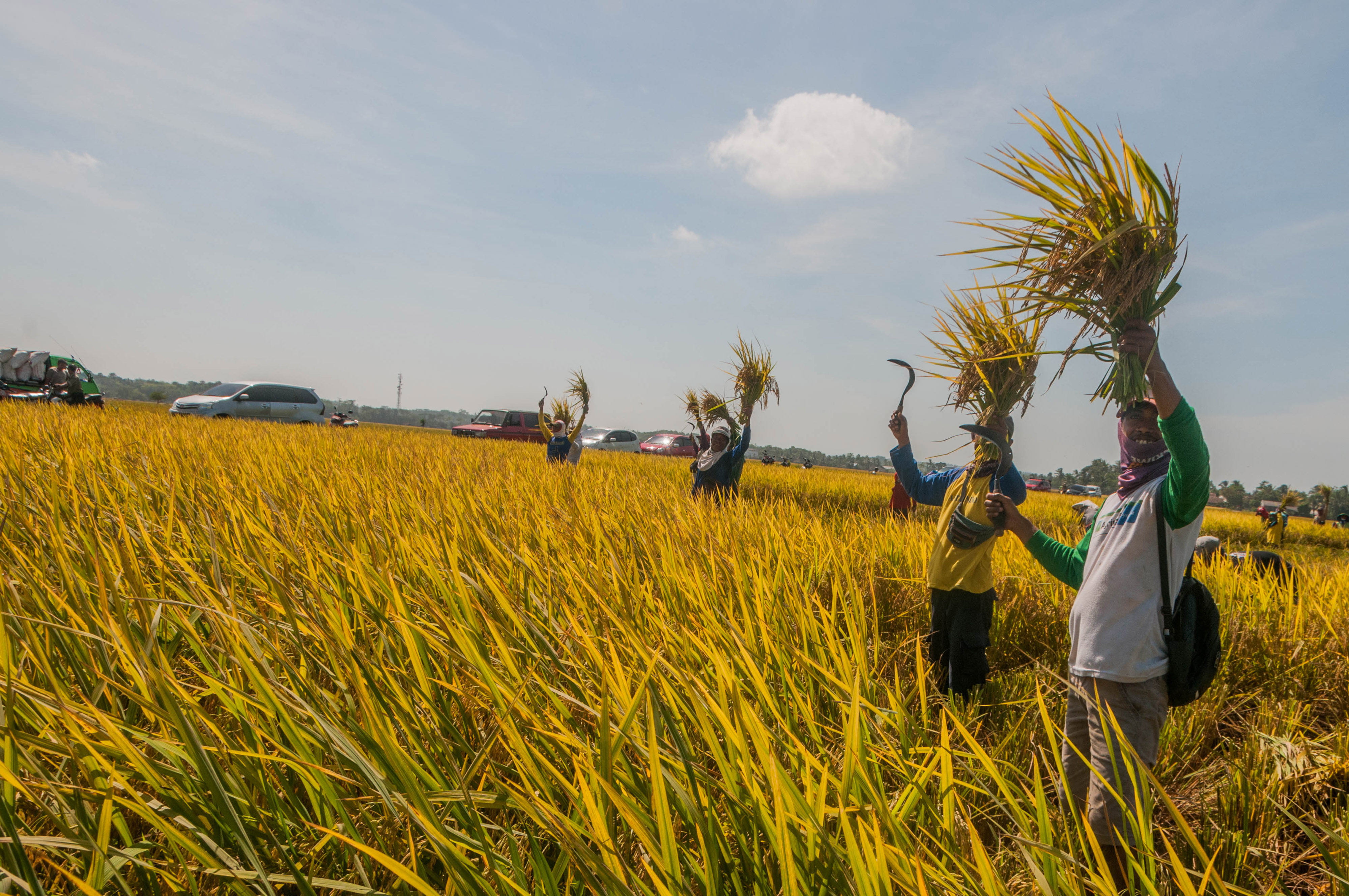  Petani mengangkat padi saat panen raya di Desa Rancaseneng, Pandeglang, Banten.
