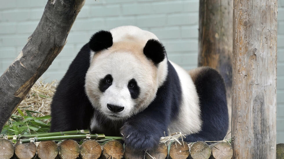 Yang Guang, Panda pejantan, dari Tiongkok yang akan dipulangkan.