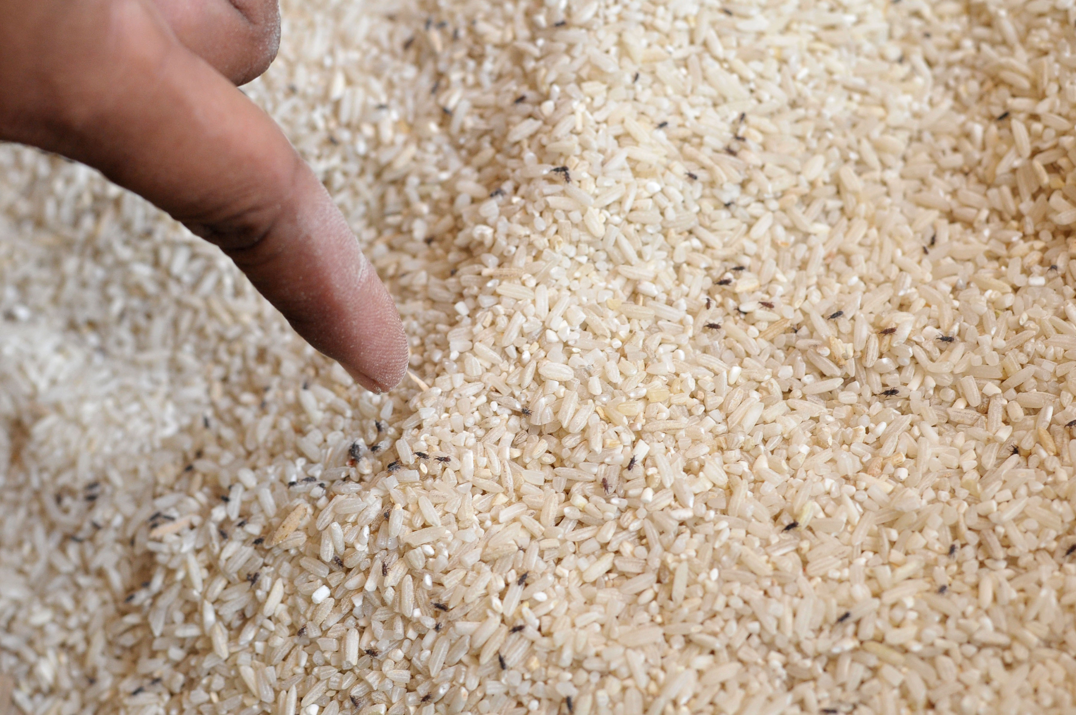 Warga menunjukkan kutu yang berada diberas bagi warga sejahtera (rastra) di Desa Sidaharja, Tegal, Jawa Tengah.