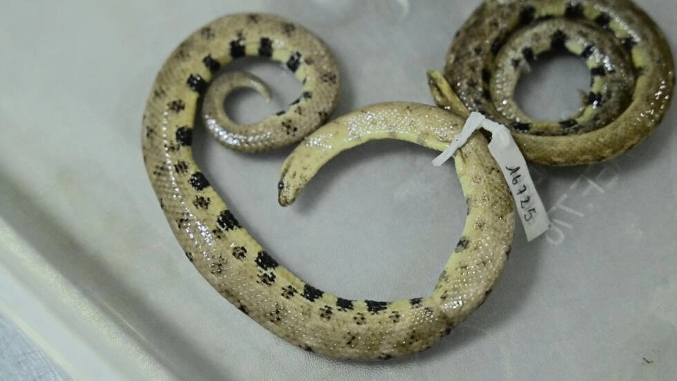  Ular spesies baru yang diberi nama Tropidophis cacuangoae.
