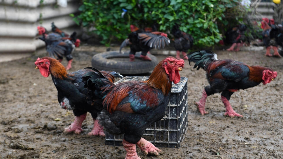 Ayam Dong Tao (Ayam Naga) di Vietnam