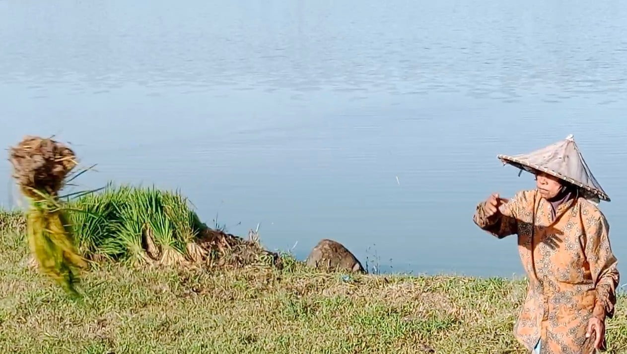 Rohani, 55, petani Desa Teungoh Beureuleueng, Kecamatan Grong-grong, Kabupaten Pidie, Aceh, sedang mengais sisa bibit padi di lahan sawah lo