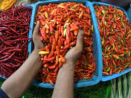 Pedagang mengambil cabai rawit merah.