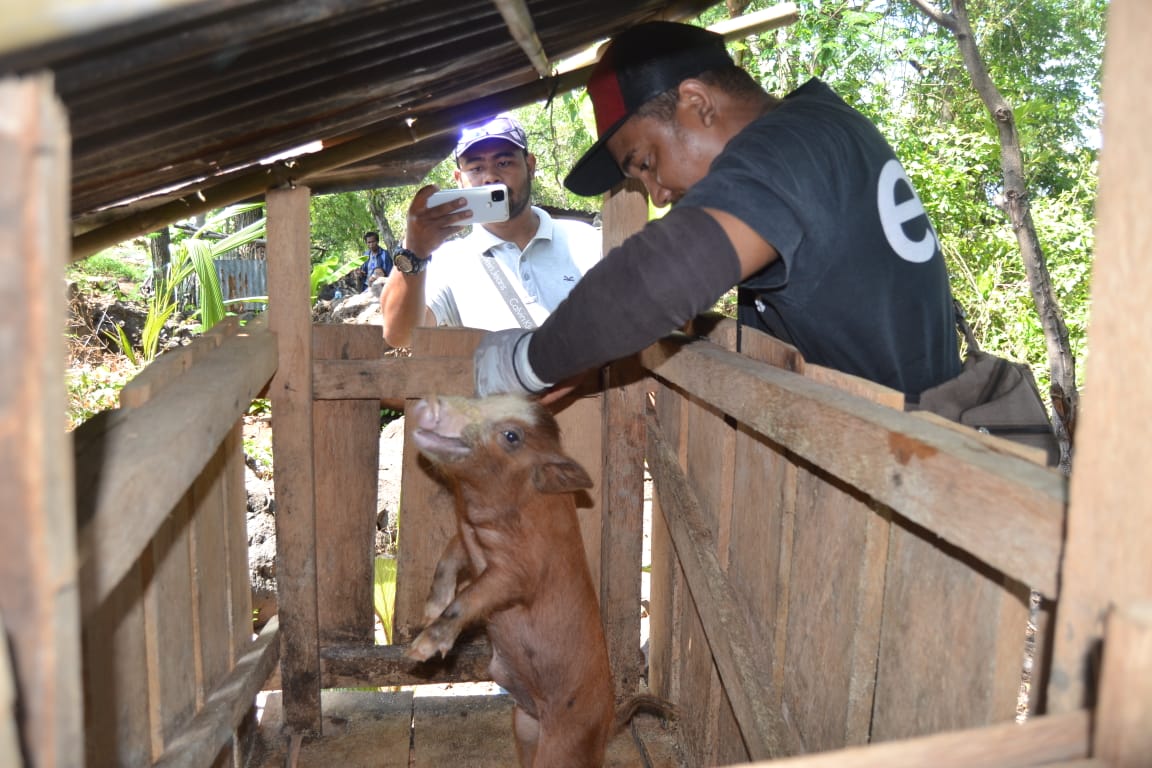 Petugas Puskeswan Flotim memeriksa kesehatan babi